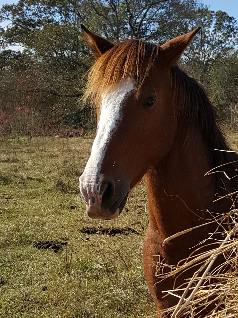 Horse & Farm Animal Photos