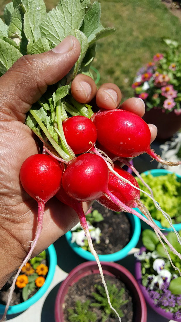 Radishes in hand