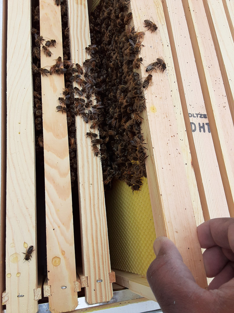 Beekeeping with bare hands